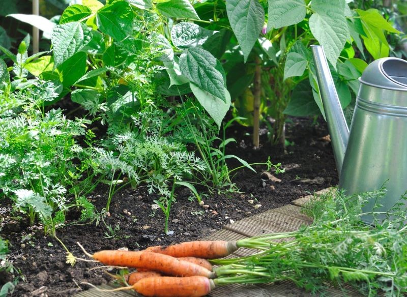 Jaka odmiana marchwi jest najlepsza? 