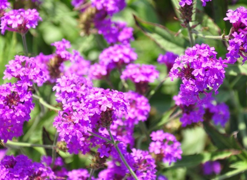 Werbena żyłkowana nie wymaga troskliwej opieki.