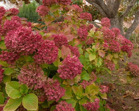 Zamiast do odpadów zielonych, wrzuć pod hortensje lub rododendrony. Mają wielką moc