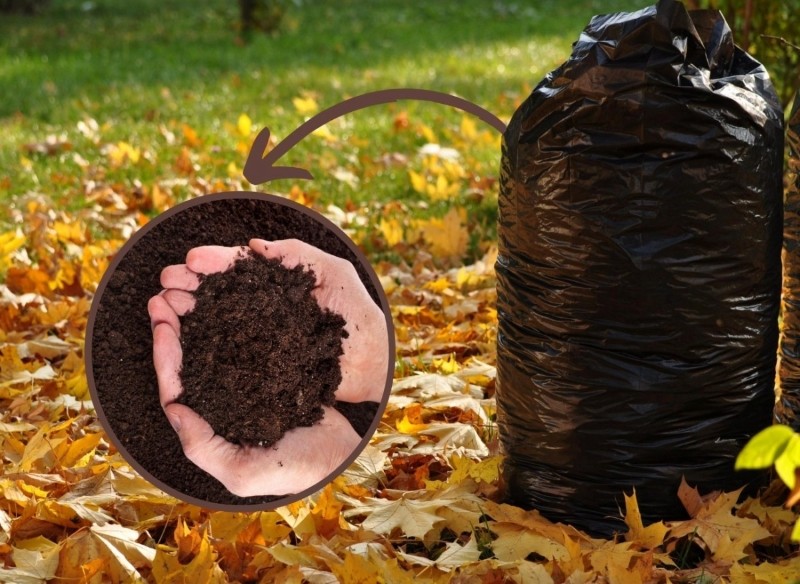 jesienne grabienie liści