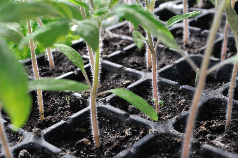Nawożąc sadzonki pomidorów trzeba zachować ostrożność.
