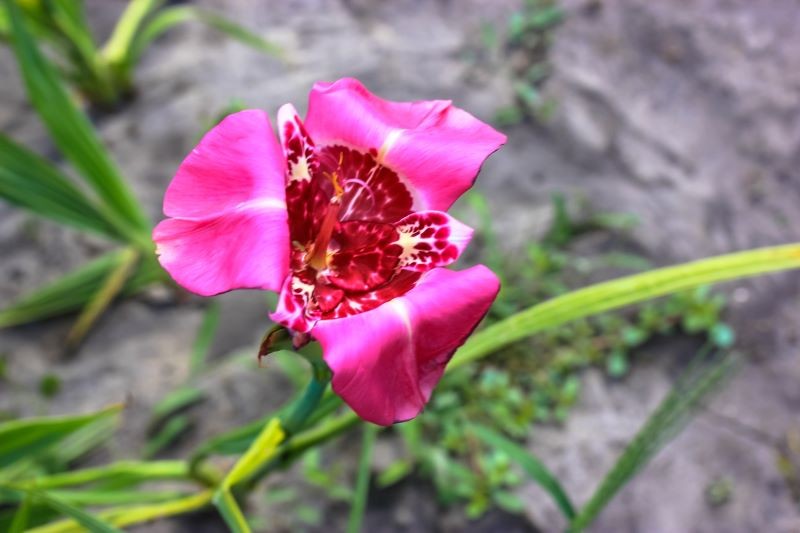 Uprawa tygrysówki pawiej jest stosunkowo prosta.