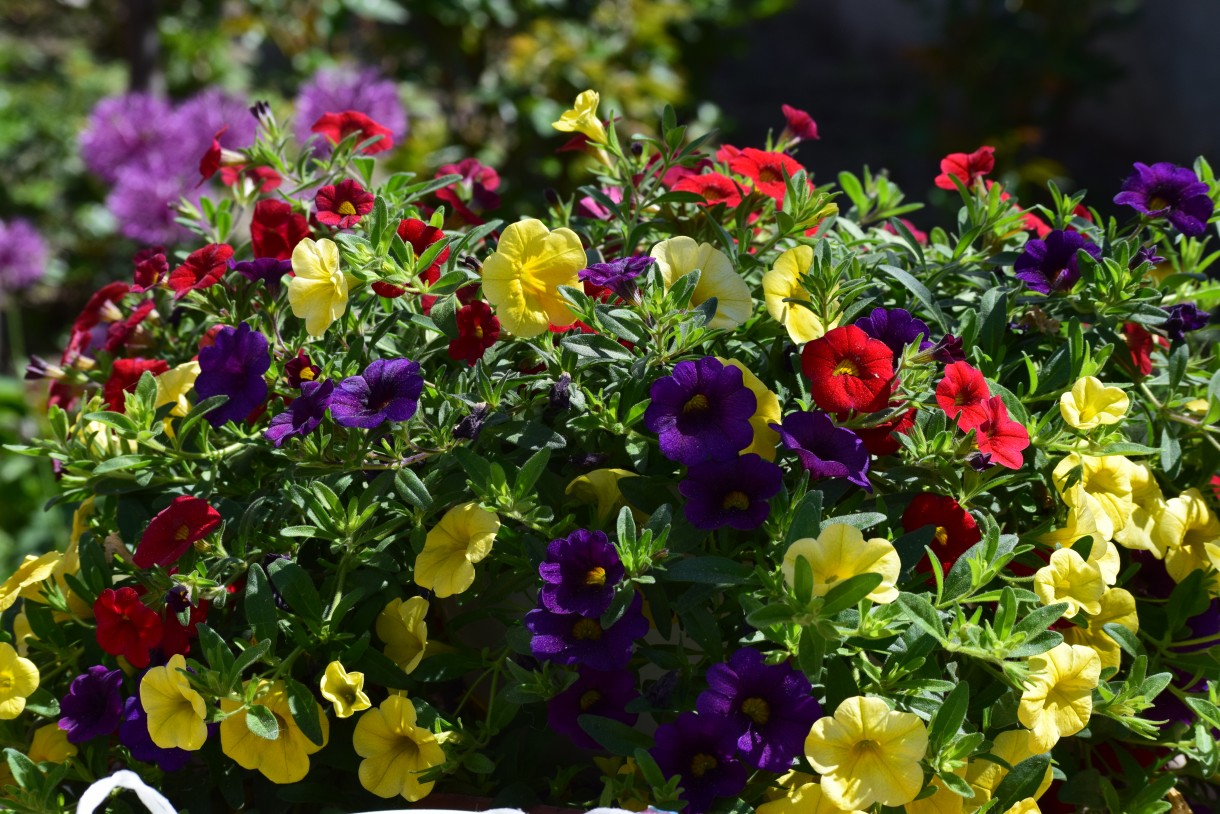 Zdjęcie 33/45 w aranżacji MILLION BELLS Deccoria.pl