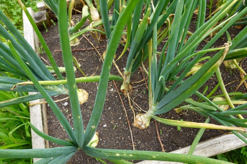 Żółknięcie liści cebuli lub czosnku nie zawsze jest powodem do niepokoju. Może świadczyć o tym, że warzywa są gotowe do zbioru.