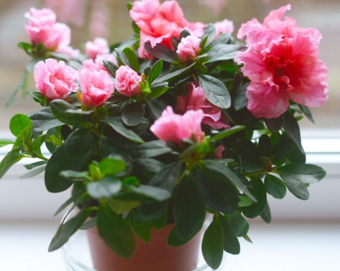 Wytworna konkurentka grudnika. Trzymaj się 3 zasad, a będzie obficie kwitła aż do wiosny