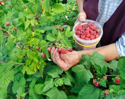 Organiczne i mineralne nawozy do malin. Nawożeni malin podczas sadzenia