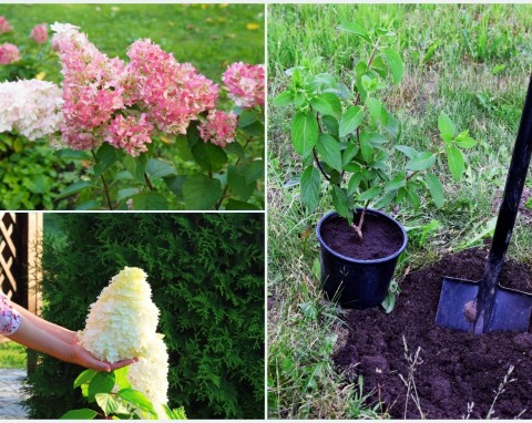 Jak sadzić hortensje bukietowe do gruntu? Najważniejsze zasady i pielęgnacja