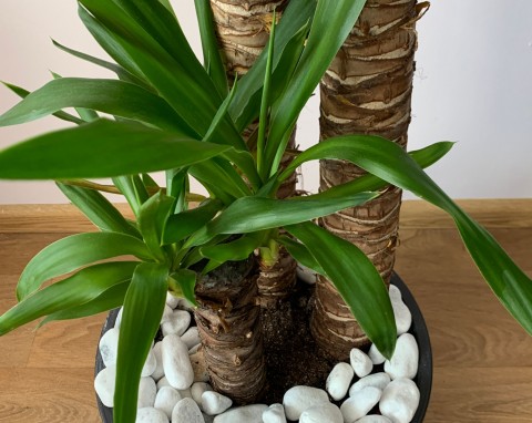 Jak prawidłowo przyciąć jukę? Rozmnażanie juki przez sadzonki łodygowe