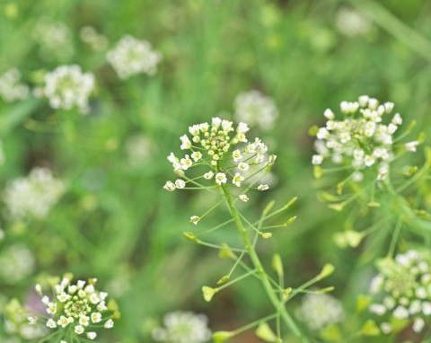 Tasznik pospolity (Capsella bursa pastoris)