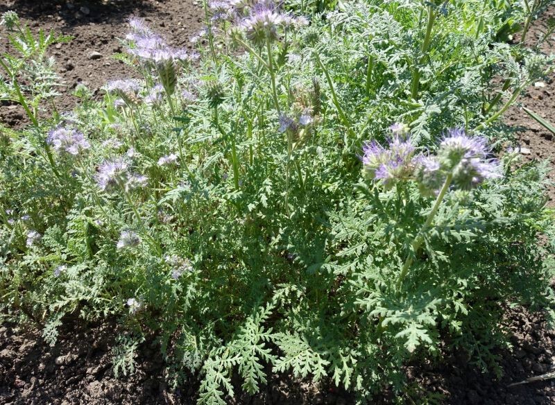 Jako żywą ściółkę wykorzystamy m.in. facelię błękitną.