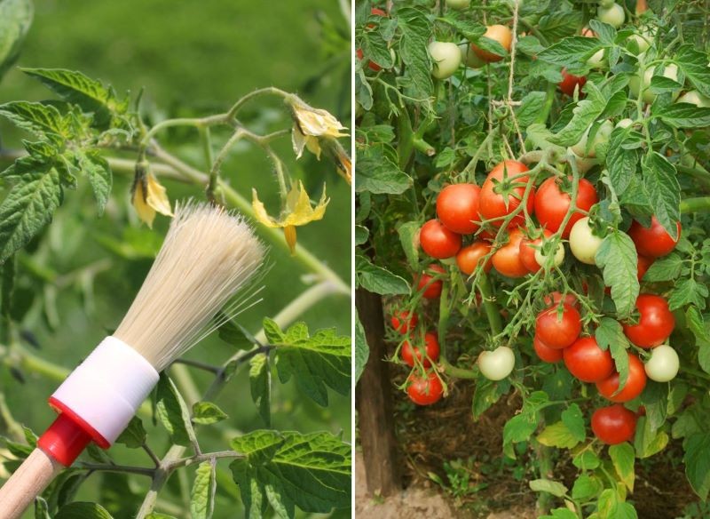 opukiwanie pomidorów