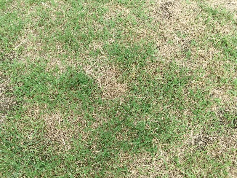 Żółte i suche placki są łatwym do rozpoznania objawem żerowania pędraków w trawniku.