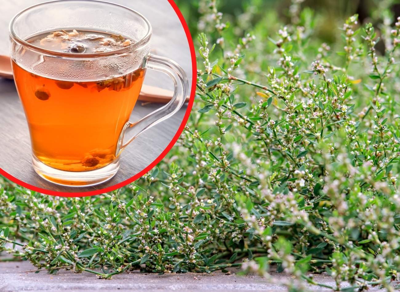 Uciążliwy chwast czy lekarstwo na problemy z nerkami? Zastosowanie i