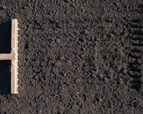 Jak pozbyć się pędraków z ogrodu domowymi sposobami? Polecamy najlepsze metody na jesień