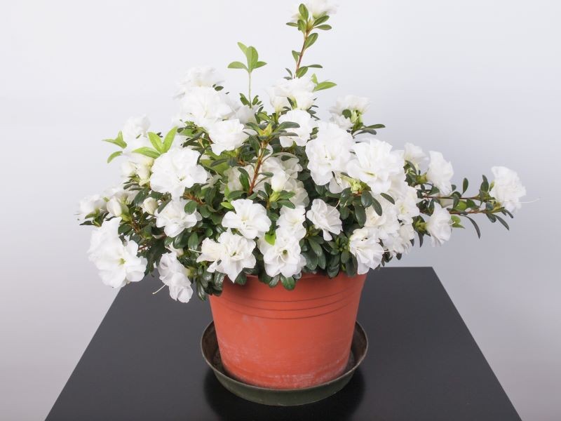 Zimowe kwitnienie jest ogromnym atutem azalii doniczkowej.