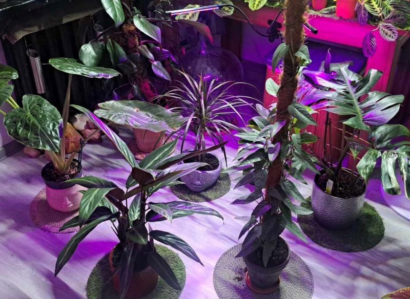 W domowej dżungli ważne jest doświetlanie roślin. 