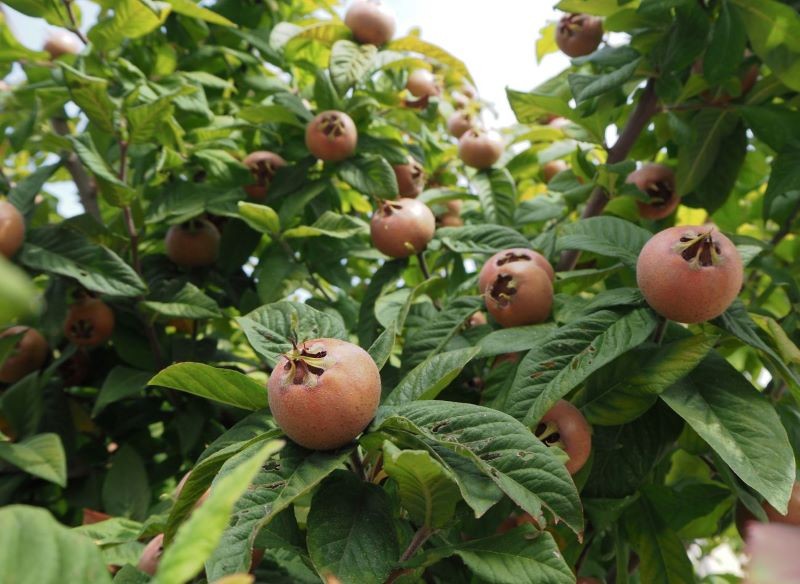 Nieszpułka zwyczajna jest prosta w uprawie.