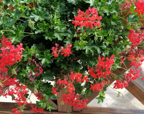 Siew pelargonii bluszczolistnej i rabatowej. Wiosną będziesz mieć burzę kwiatów w ogrodzie