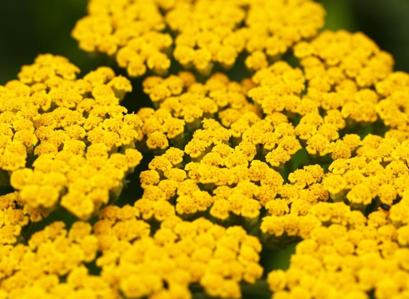 uprawa krwawnika wiązówkowatego