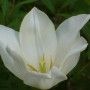 Pozostałe, Majowe love................. - ............i kolejny tulipan.......... biały...........