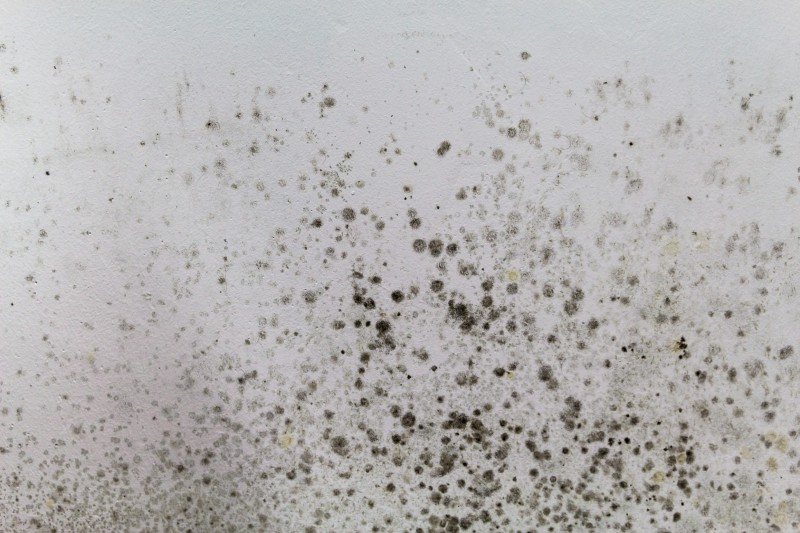 pleśń na ścianach