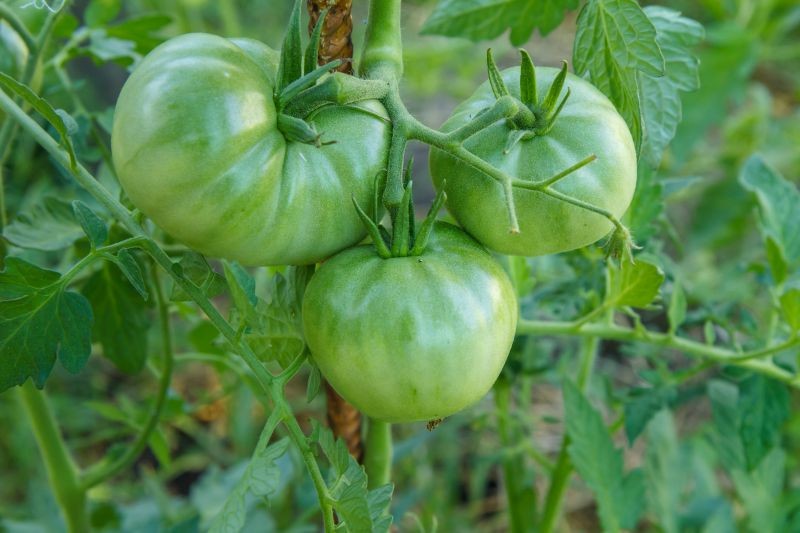 Grykę warto wysiać zwłaszcza po pomidorach.