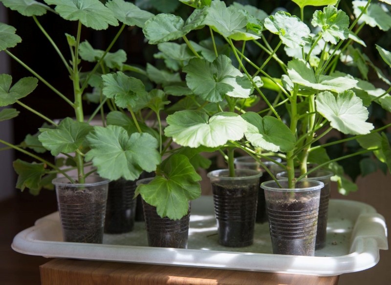 sadzić i pielęgnować sadzonki pelargonii