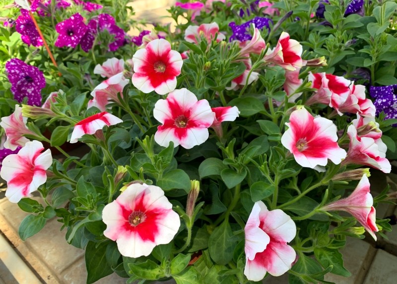 domowe nawozy do petunii