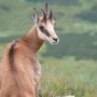 Pozostałe, Wyprawa na Bystrą i Błyszcz Tatry Zachodnie - miłe spotkanie...