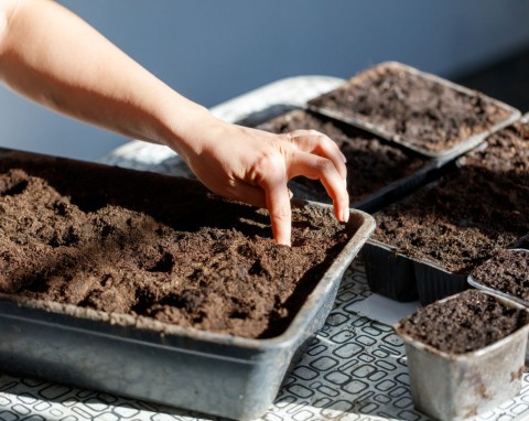 Dlaczego nasiona warzyw długo wschodzą? Proste patenty ogrodnicze na pobudzenie kiełkowania i silne sadzonki