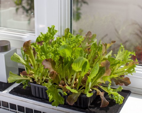 Uprawa hydroponiczna na parapecie. Zestaw startowy i proste gatunki