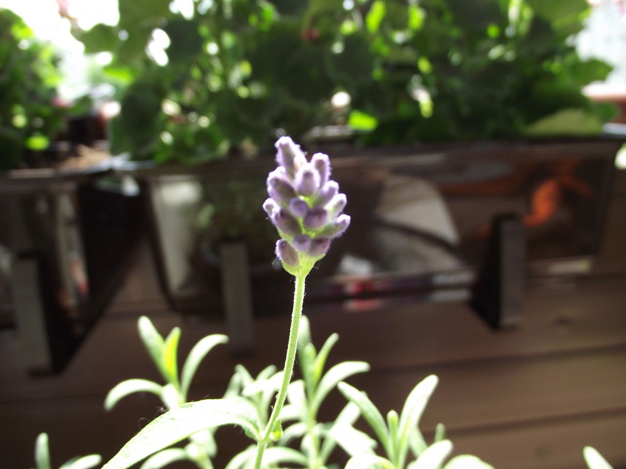 Pozostałe, Balkon ,moja oaza spokoju. - ...