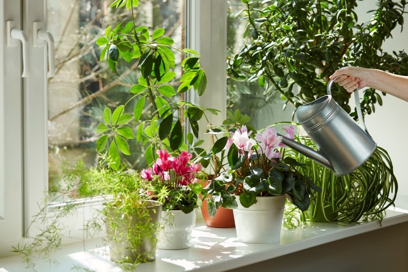 czym podlewać kwiaty żeby kwitły