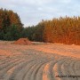 Leśne klimaty, Jak zmieniał się nasz ogród - Jeszcze jest pole.