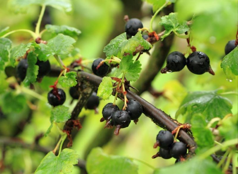 Porzeczkoagrest najlepiej owocuje na młodych pędach, dlatego najstarsze trzeba wyciąć.