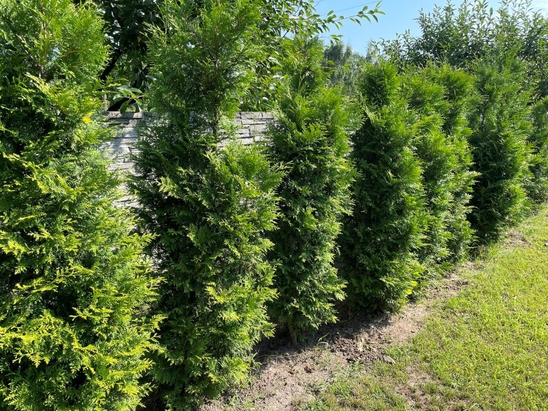 jak dbać o tuje we wrześniu