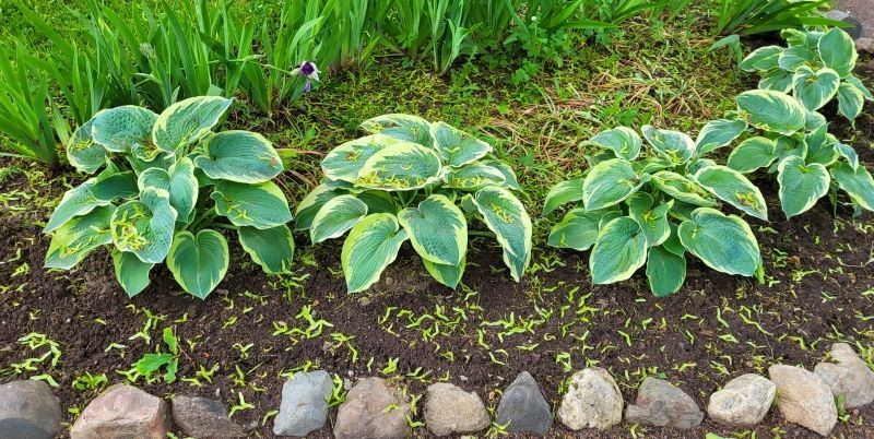 Nowe sadzonki funkii można otrzymać bez wysiłku i sięgania po szpadel.