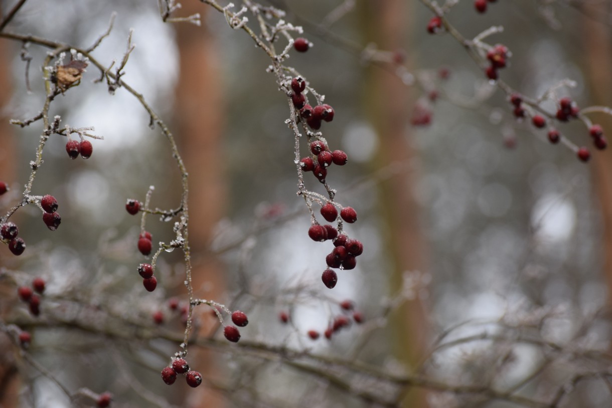 Leśne klimaty, WINTER ART ...