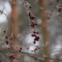 Leśne klimaty, WINTER ART ...