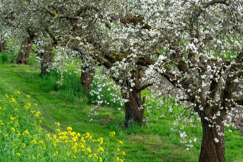 Stare drzewa owocowe również potrzebują zasilenia na wiosnę.