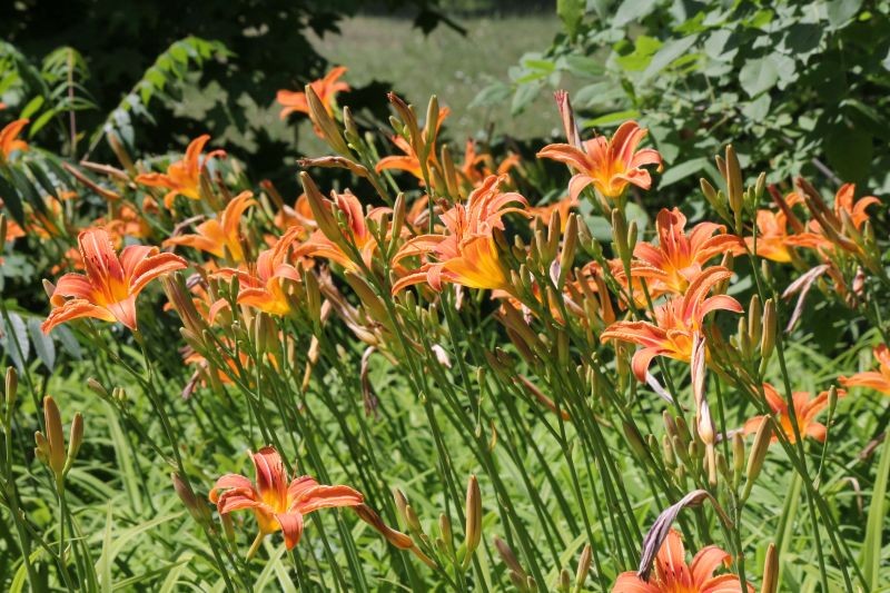 Liliowce nie potrzebują wiele. Warto jednak znaleźć czas na ich podlewanie i nawożenie.