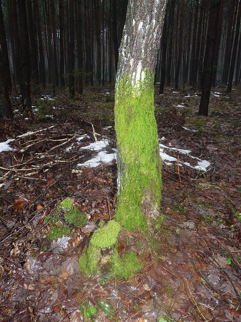 Rośliny, Odwilż