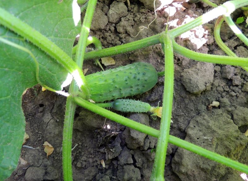 Ogórków nie sadź w pobliżu pomidorów.