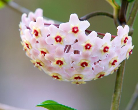 Hoja różowa (Hoya carnosa)