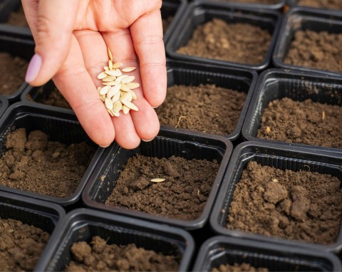 Naturalny wywar do zaprawiania nasion. Masz pewność, że siewki będą zdrowe