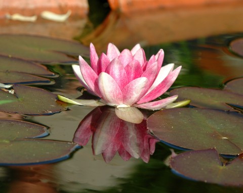 Lilie wodne – sadzenie i pielęgnacja