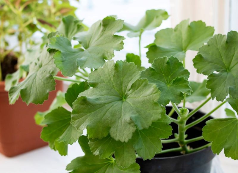 Pelargonie szybko regenerują się po zimie.