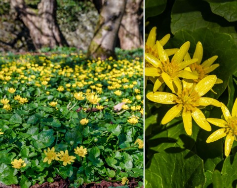 Jak uprawiać ziarnopłon wiosenny, by cieszyć się przepięknymi żółtymi kwiatami w swoim ogrodzie?