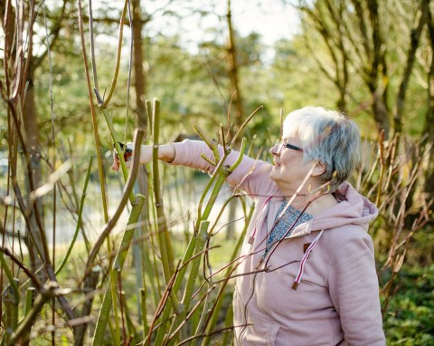 Te rośliny trzeba przyciąć w listopadzie. Sposoby cięcia krzewów owocowych i ozdobnych