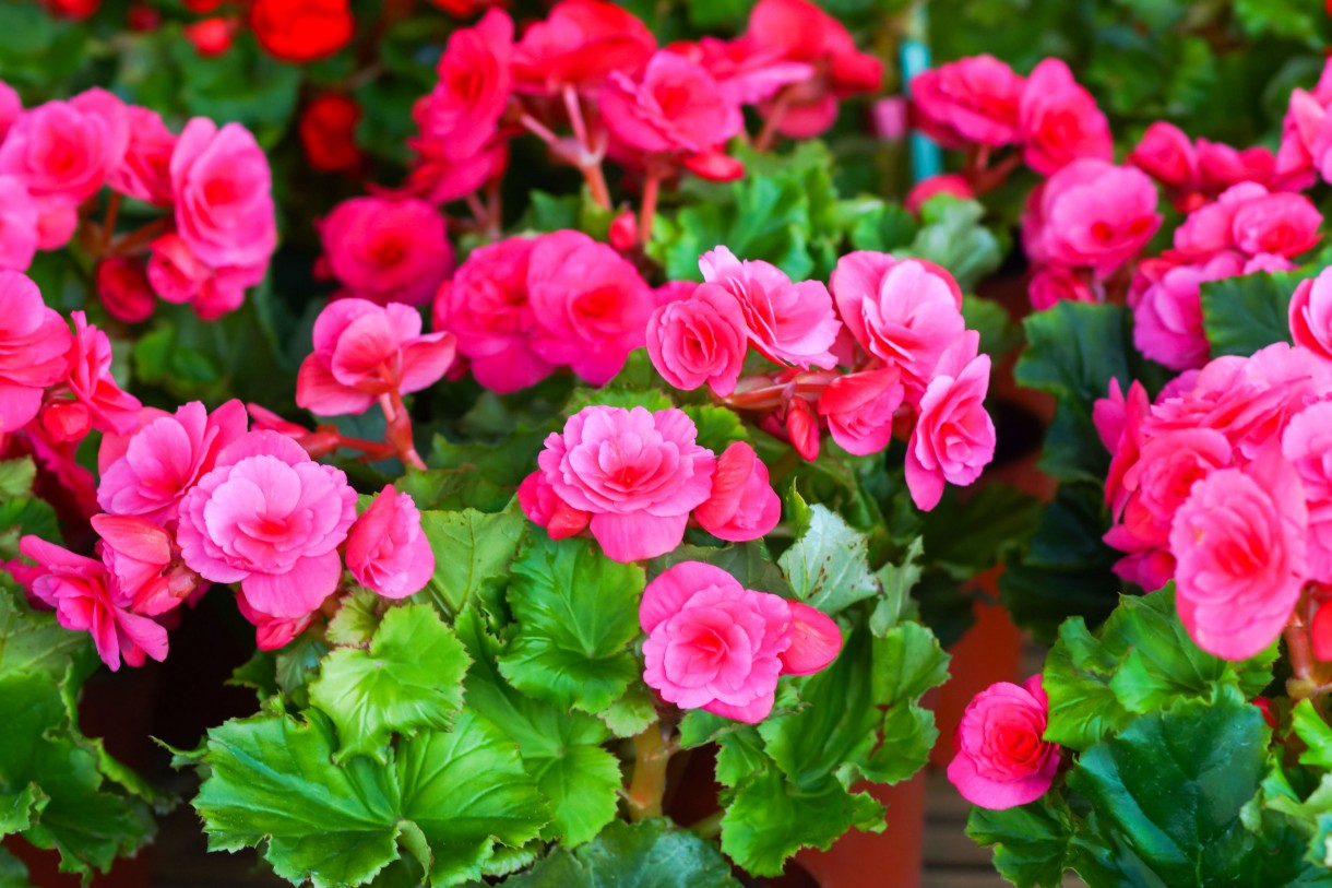 Balkon, Top 7 najpiękniejszych roślin balkonowych - Begonia

Instagram oszalał na puncie różnych odmian begonii. Ze względu na niezwykle ozdobne liście nadaje się do mieszkania, na balkon należy jednak wybrać odmianę, która wypuszcza kwiaty – pięknie przyozdobi nasz balon. Ich kolorystykę możemy dopasować do własnych upodobań. Na rynku znajdziemy rośliny kwitnące na biało, żółto, pomarańczowo, różowo czy czerwono. Begonia woli cień i wilgoć, wymaga częstego podlewania, a także regularnego nawożenia.  

Fot.123RF.com